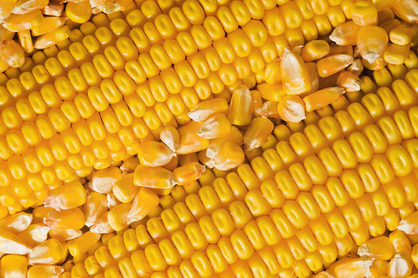 Grain Corn Details Print
