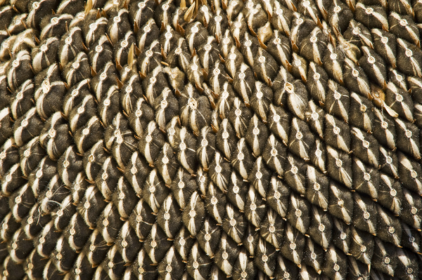 Sunflower Head Close Up Print