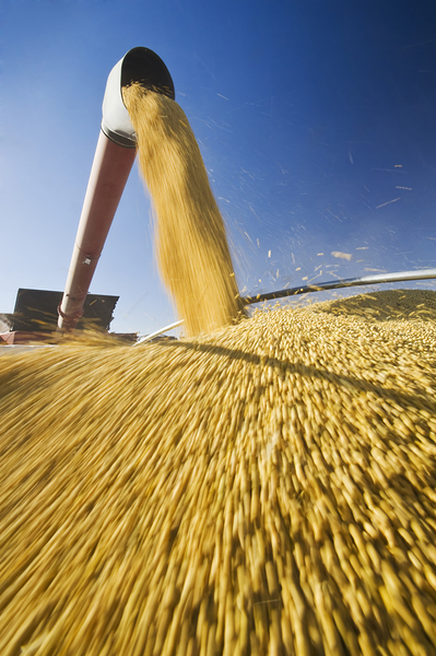 Augering Corn on the Go by Dave Reede Photohgraphy