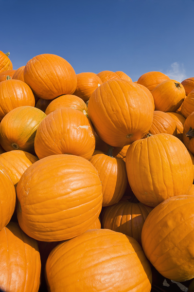 Pumpkins Print