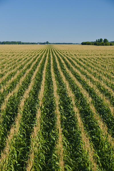 Never Ending Corn Field Print