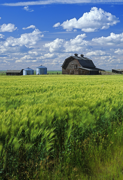 Abandoned Farm Print
