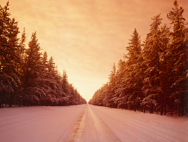 Winter Road Through Pine Forest Print
