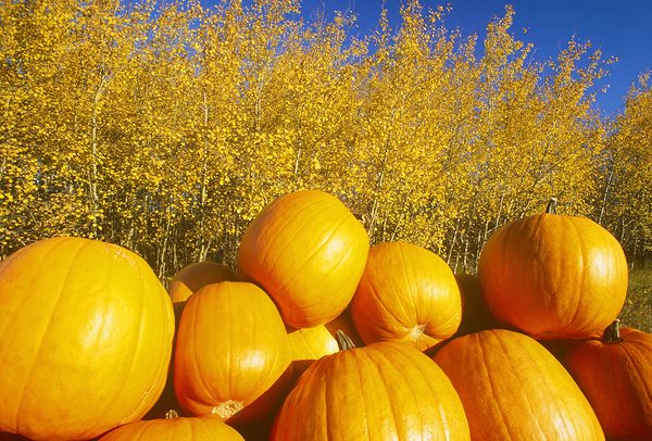 Autumn Harvest by Dave Reede Photohgraphy