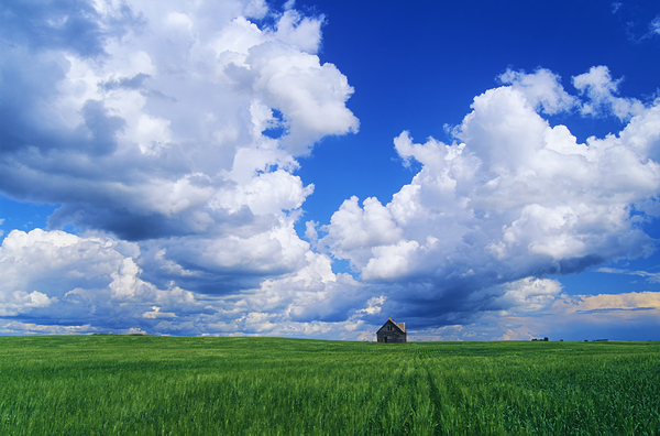 Abondoned Farm House in Wheat Field by Dave Reede Photohgraphy