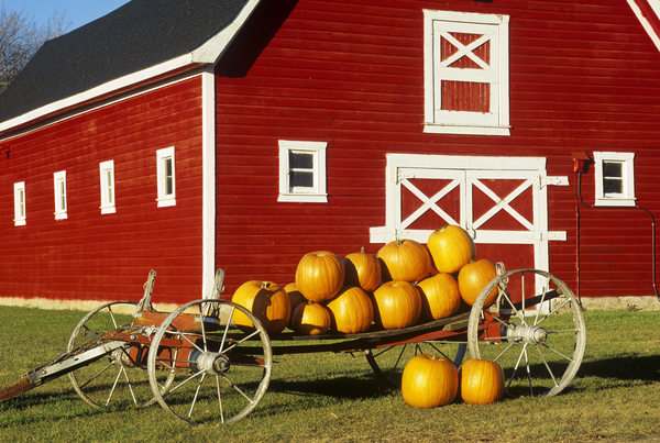 wagon with pumpkins next to red barn by Dave Reede Photohgraphy
