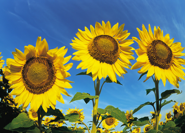 Three Sunflowers Print