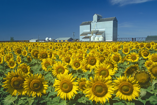 DR grain elevator Print