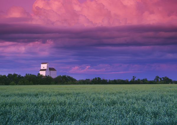 Grain Elevator  Print