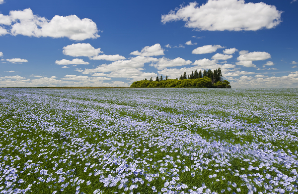 Island on the Prairies by Dave Reede Photohgraphy