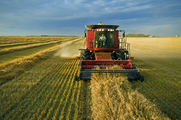 Bringing the Oats In by Dave Reede Photohgraphy