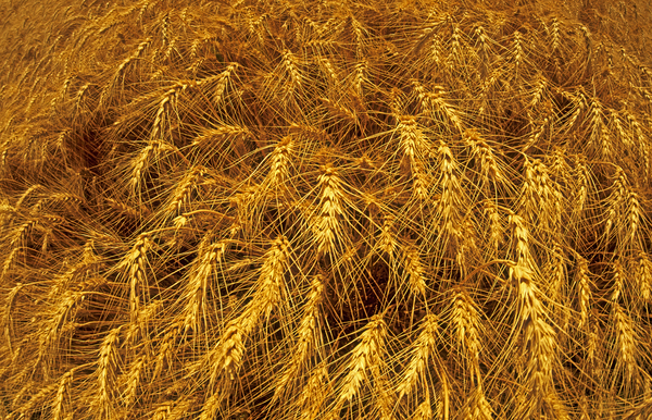 Winter Wheat Print