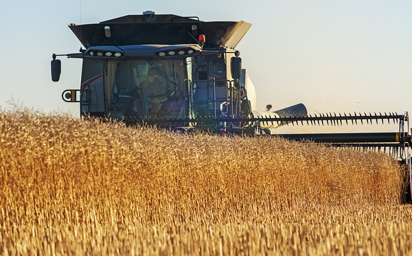 Getting the Harvest Done by Dave Reede Photohgraphy