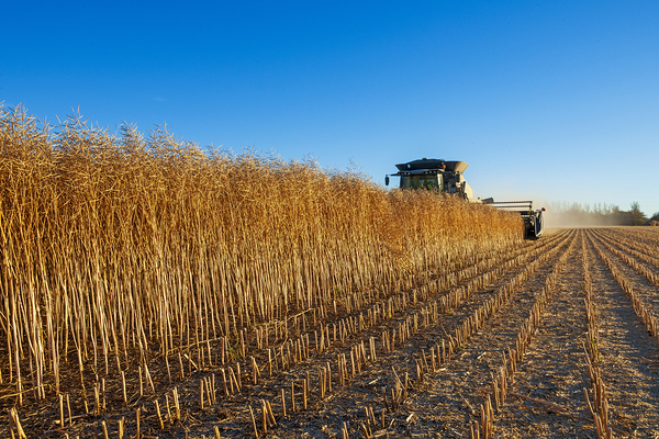 Harvesting the Canola Crop by Dave Reede Photohgraphy