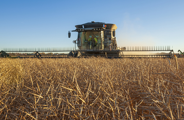 evening Canola Harvest by Dave Reede Photohgraphy
