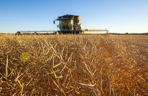 The Harvest  by Dave Reede Photohgraphy