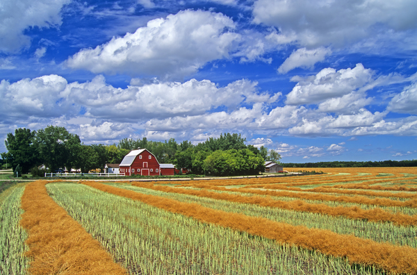 red barn  swathed canola by Dave Reede Photohgraphy