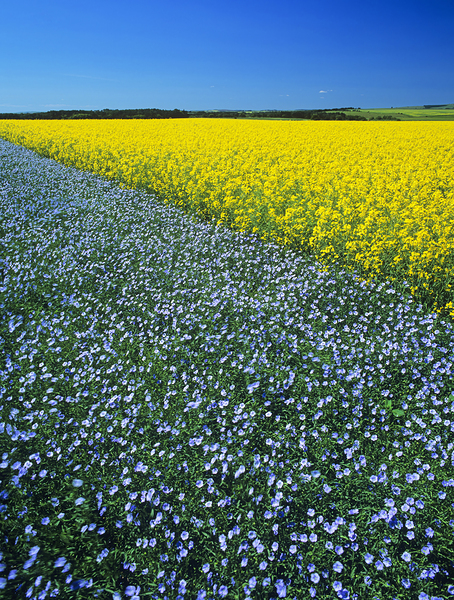 Flax and  Canola Patterns by Dave Reede Photohgraphy