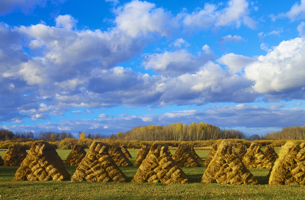 Hay Bales Print