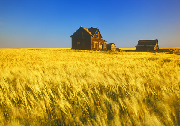 abandoned farm house wind-blown  durum wheat field  by Dave Reede Photohgraphy