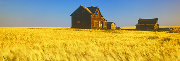 abandoned farm house wind-blown  durum wheat field  panoramic by Dave Reede Photohgraphy