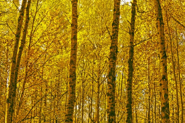 Poplar Forest Print