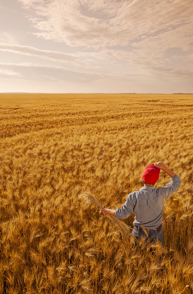 Looking Out Over a Great Crop by Dave Reede Photohgraphy