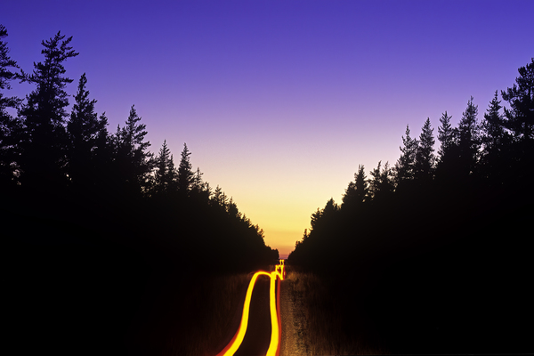 Road Through Forest Print