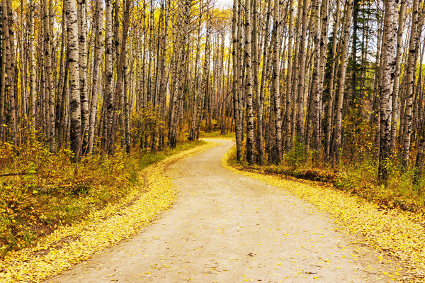 Road Through Poplar Forest by Dave Reede Photohgraphy