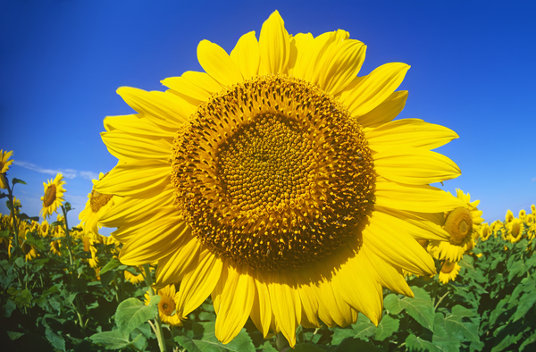 Single Sunflower Print