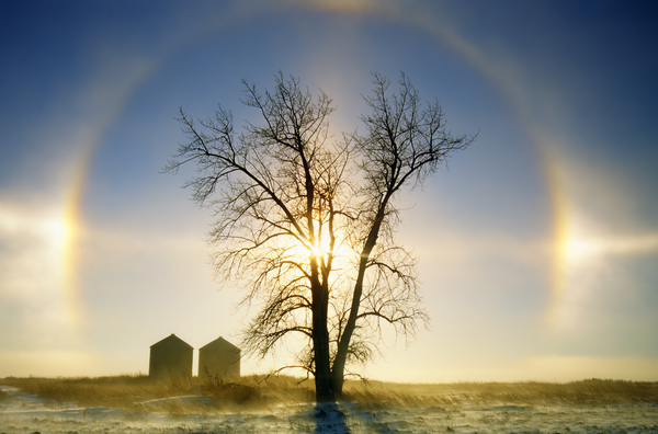 Snowbow Print