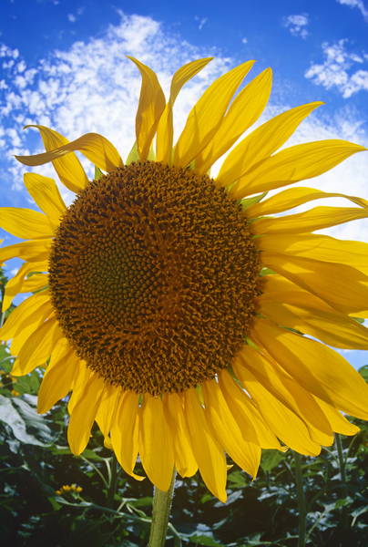 Sunflower Close Up Print