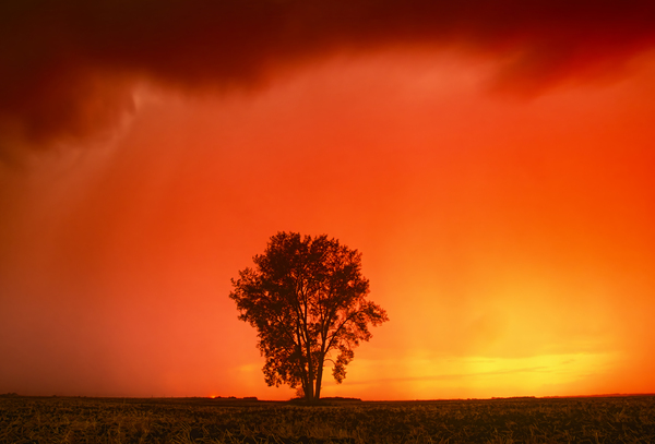 Sunset Cottonwood Print