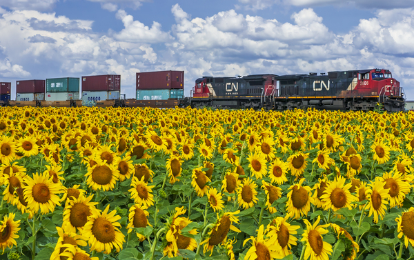 Train Passing Sunflower Field by Dave Reede Photohgraphy