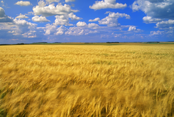 Wheat Field in the Wind by Dave Reede Photohgraphy