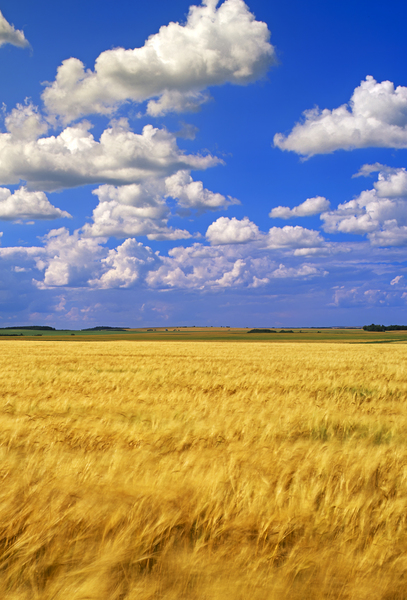 Wheat Field in the Wind 2 by Dave Reede Photohgraphy