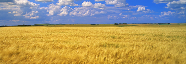 Wheat Field in the Wind panoramic by Dave Reede Photohgraphy