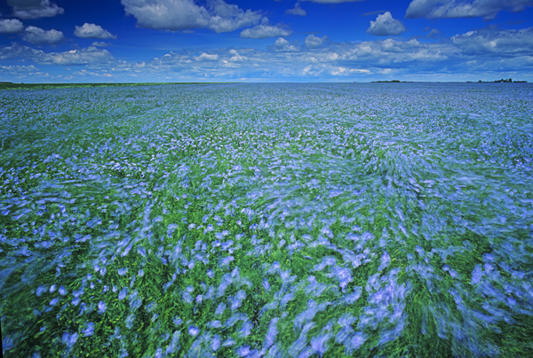 Windy Day in a Flax Field by Dave Reede Photohgraphy