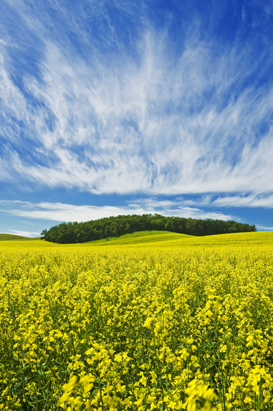 bloom stage canola field by Dave Reede Photohgraphy