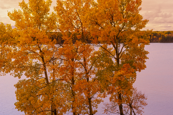 fall colours Waskasiu Lake by Dave Reede Photohgraphy