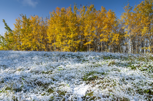 aspen trees morning with frost and early snow by Dave Reede Photohgraphy