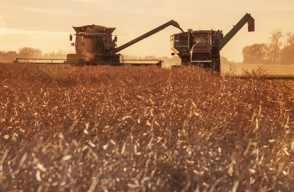 Canola Harvest by Dave Reede Photohgraphy