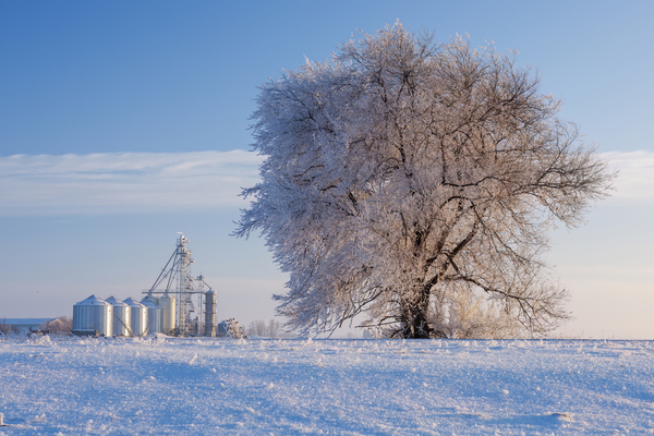 frost covered tree with  grain storage bins in the background by Dave Reede Photohgraphy