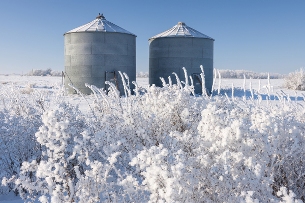 Frosty Day Print