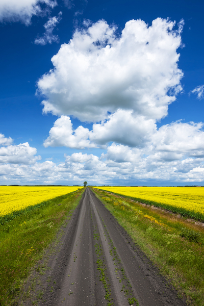 Backroad Through blooming Canola Fields by Dave Reede Photohgraphy