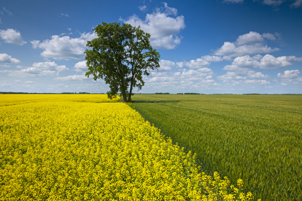 canola and spring wheat fields with cottonwood tree by Dave Reede Photohgraphy