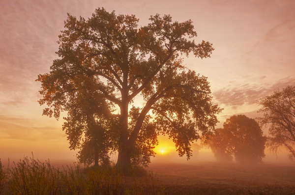 Early Morning  by Dave Reede Photohgraphy