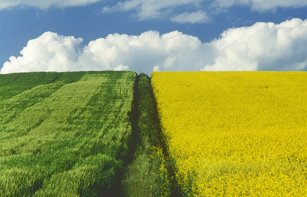 Path Through Barley and Canola by Dave Reede Photohgraphy
