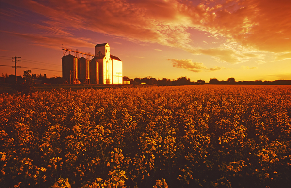 canola elevator copy by Dave Reede Photohgraphy