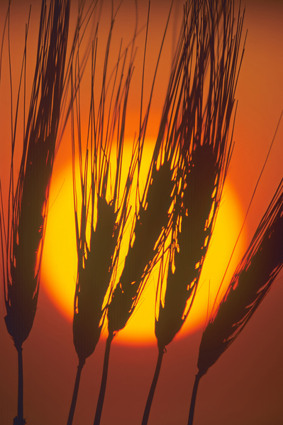 close up  barley final by Dave Reede Photohgraphy
